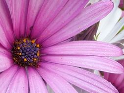 breathtaking dimorphotheca jucunda