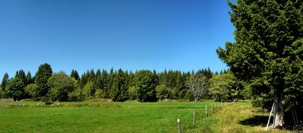 Landscape of the peaceful atmosphere in a forest