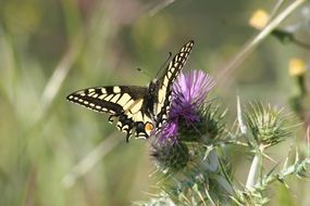 dovetail butterfly on a purple flower