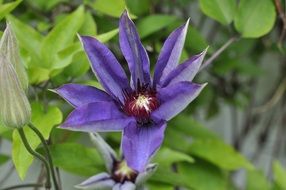 spring clematis blossom in the garden