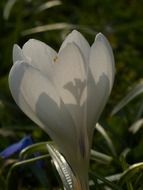 white crocus open flower closeup