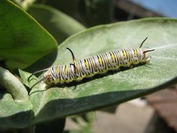 colorful caterpillar, larva on green leaf