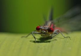 Dragonfly with red eyes close-up