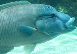 big blue fish in water close-up
