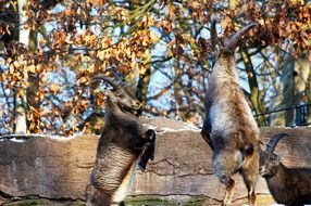 photo of Two goats are fighting in the reserve