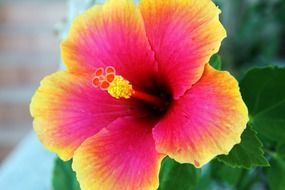 bright hibiscus bud