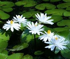 white water lilies with green leaves on a pond