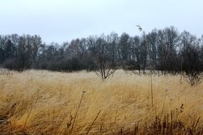 reed in a swamp in autumn