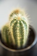 potted cactus plant