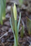 tulip bud in early spring