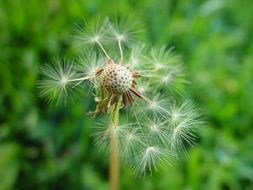 half-bald dandelion close-up on blurred background