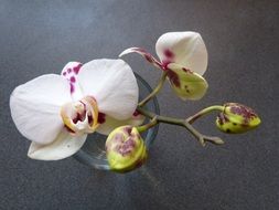 closeup photo of white-pink blooming orchid in a vase