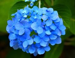closeup photo of blue hydrangea with green leaves