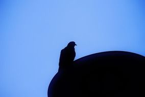 lonely pigeon bird silhuette on the blue sky background