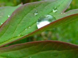 big drop on a green leaf close-up on blurred background