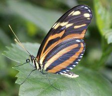 extraordinarily beautiful large tiger butterfly