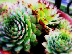 Beautiful succulent plant