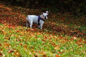 White dog on the green grass