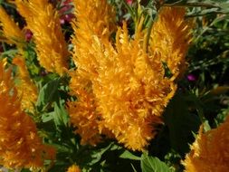 yellow fluffy fibrous flowers