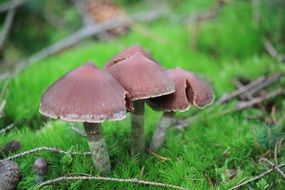 Lamellar mushrooms on the green grass in the forest