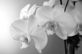 orchid in black-white tone