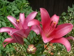 beautiful garden purple lilies