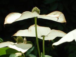asian dogwood blossoming