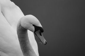 black and white portrait
