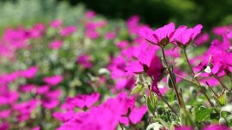 meadow with bright pink flowers on a sunny day close-up