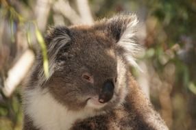 lazy cute koala in Australia