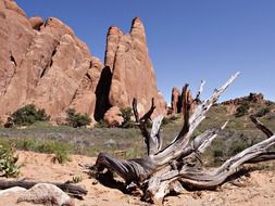 dead tree at the foot of the rocks in the garden of the devil
