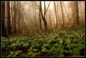 Landscape with mist in the forest