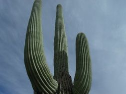 top part of tall cactus at sky, usa, arizona