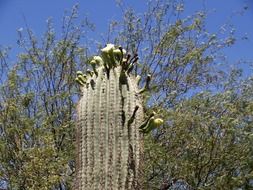 tall cactus among the trees