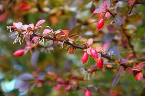 wild rose bush with berries in nature