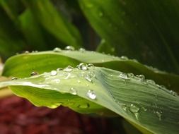 irresistible lily of the valley