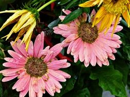 yellow and pink gerberas in the garden