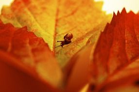 miniature snail among bright autumn leaves