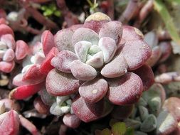 closeup photo of stone succulent flower