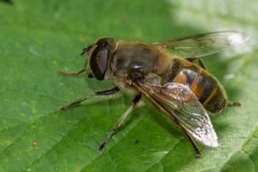 bee macro detail