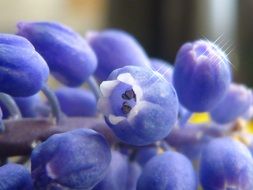 lupins purple color