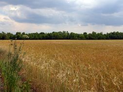 summer field with cereals harvest