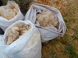 sheep wool in white bags