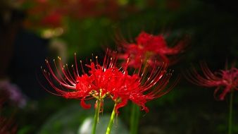 lycoris, red flowers with long stamens