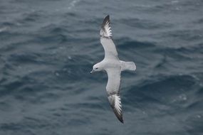 seagull flying at lake shore portrait