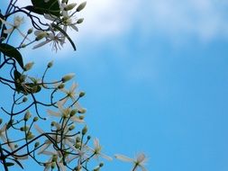 magnificent spring white flowers