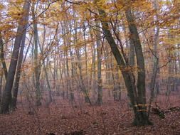 golden beech autumn forest scenery