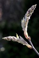 Macro photo of the beautiful amelanchier plant