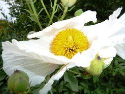 white blossom in garden