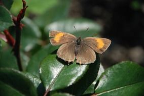 extraordinarily beautiful butterfly